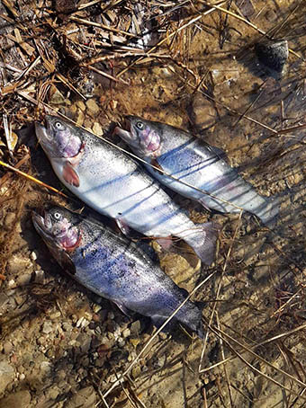 Solbjerggaard Ørredfiskeri 2019 fangst Katrine