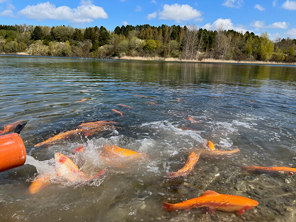 Fiskeudsætning