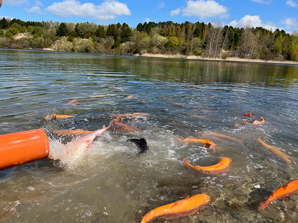 Fiskeudsætning