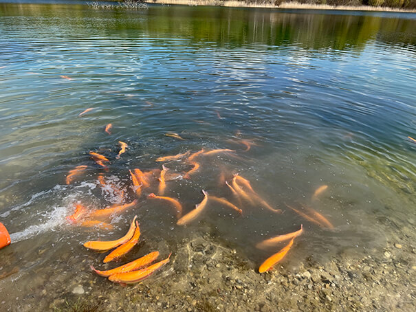 Fiskeudsætning